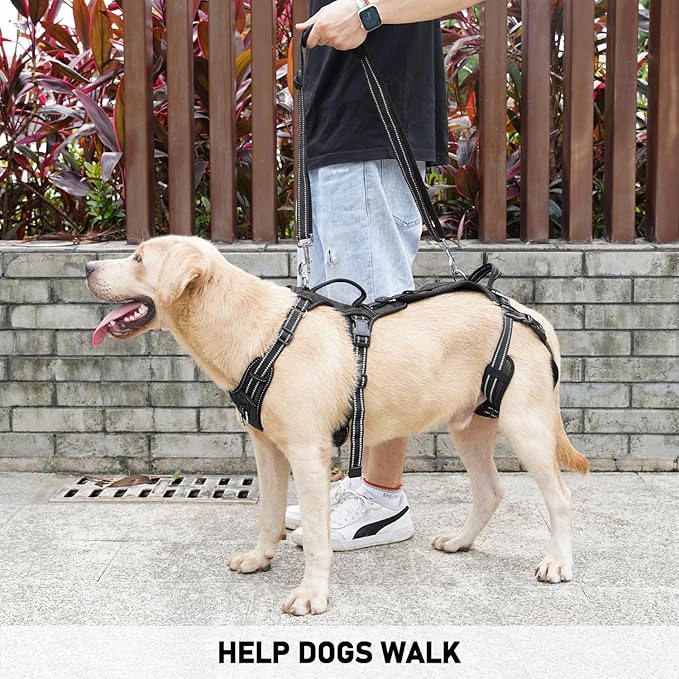 COODEO Mobility Dog Lift Harness, Support Sling & Walking Sling for Dogs, Pet Rear Leg Rehabilitation Support Vest, Dog Carrier for Senior Dogs with Joint Injuries, Arthritis, Up Stair (Black, M)